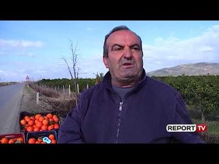 Lushnje, çmimi i agrumeve nën kosto, fermerët: Kërkojmë ndërhyrjen e shtetit