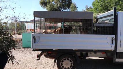 Muğla'da Sokak Köpeklerinin Kamyonla Dağa Bırakıldığı İddiası