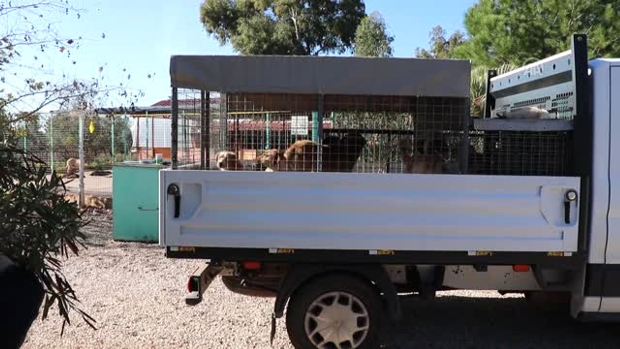 Muğla'da Sokak Köpeklerinin Kamyonla Dağa Bırakıldığı İddiası