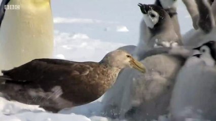 Des petits manchots sauvés par un héros improbable