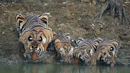 Maman tigre et ses 3 enfants se désaltèrent