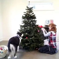 Un chien décore un sapin de Noël