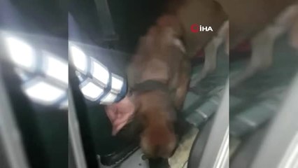 Yakıt Deposuna Saklanan Uyuşturucuları Narkotik Köpeği Tespit Etti