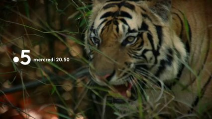 [BA] Dynasties - 02/01/2019