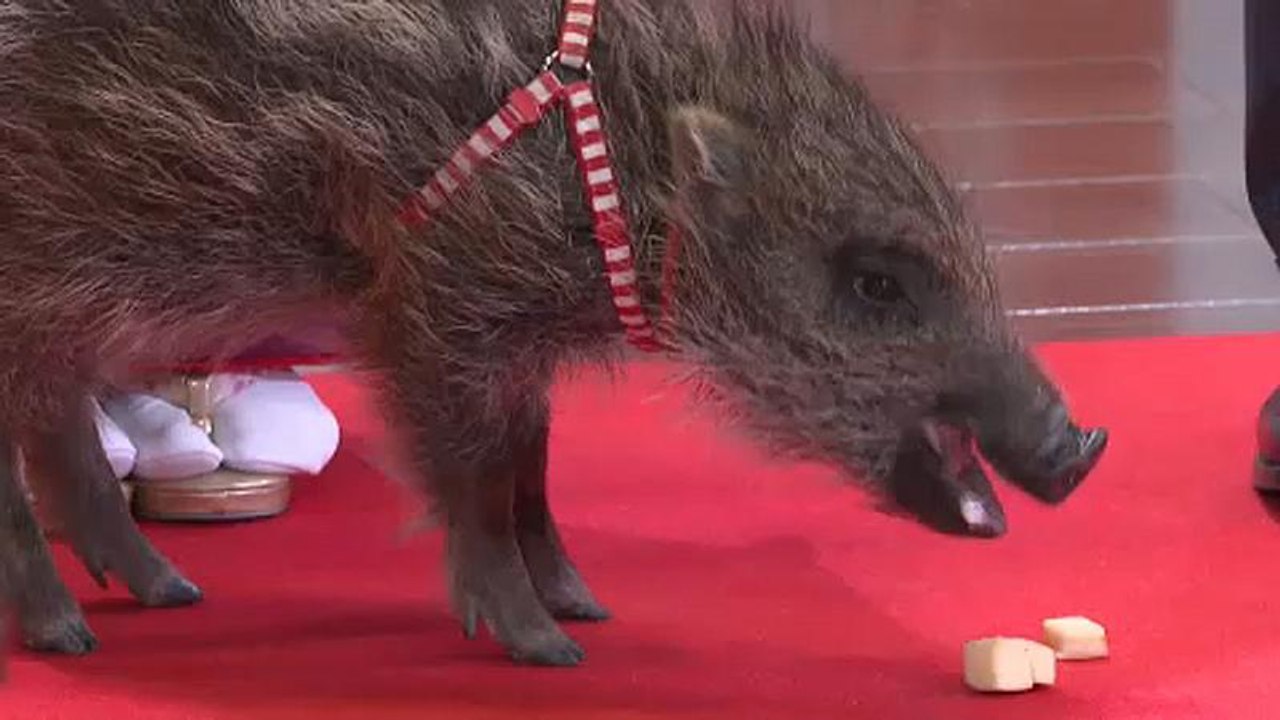 A vaddisznó éve követi a kutyáét a kínai horoszkóp szerint