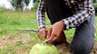 The First Primitive DIY Creative Bird Trap Using Coconut​ | DIY Simple Bird Trap With Coconut