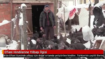 Eflani Hindilerine Yılbaşı İlgisi