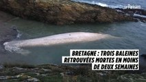 Bretagne : trois baleines retrouvées mortes en moins de deux semaines