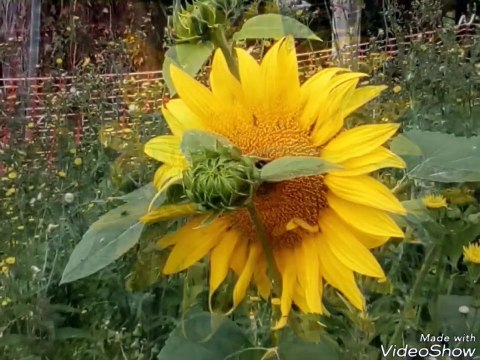 Sunflowers growing in Stellas field on Whitehouse Farm Chichester