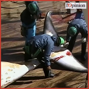 Chasse à la baleine: la décision du Japon suscite de vives réactions