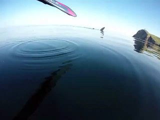 Man Discovers Beautiful Basking Shark