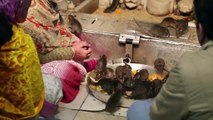 Inde : le succès de la viande de rat