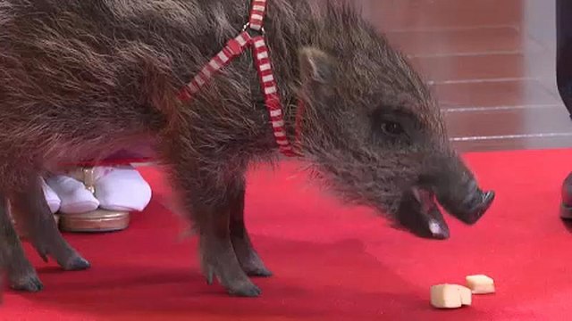 Собака сдала, кабан принял!