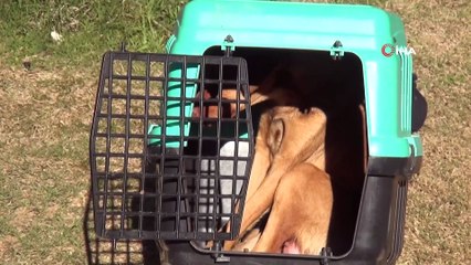 Vicdansızlığın böylesi, köpekleri soğukta ölüme terk ettiler