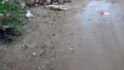 Kırıkkale'de Köpeklerin Zehirli İğne ile Katledildiği İddiası