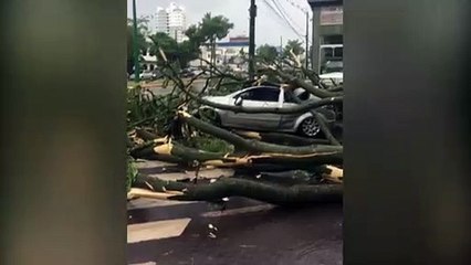 Árvore cai com temporal em Toledo e atinge veículo