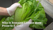 Why Is Romaine Lettuce Having E Coli Issues