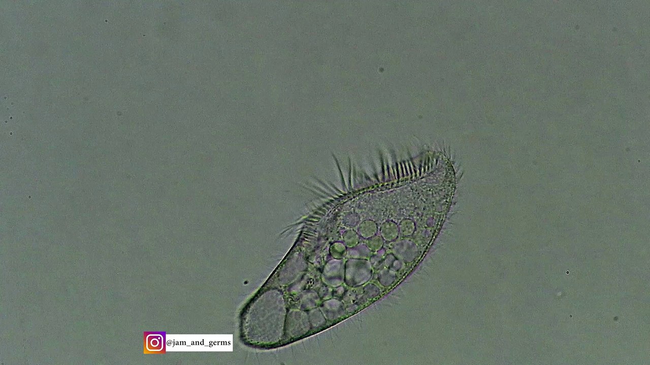 Single-Celled Organism Dying