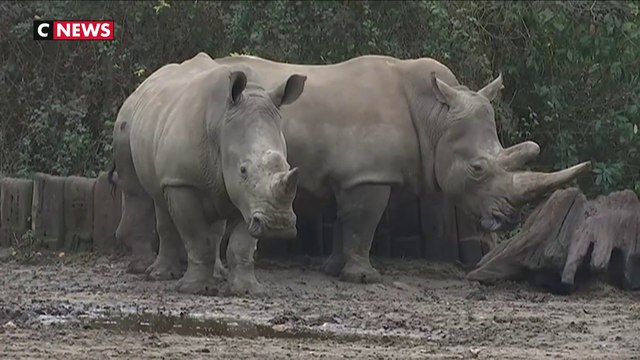 Même l'hiver, les animaux du zoo de Thoiry s'éclatent