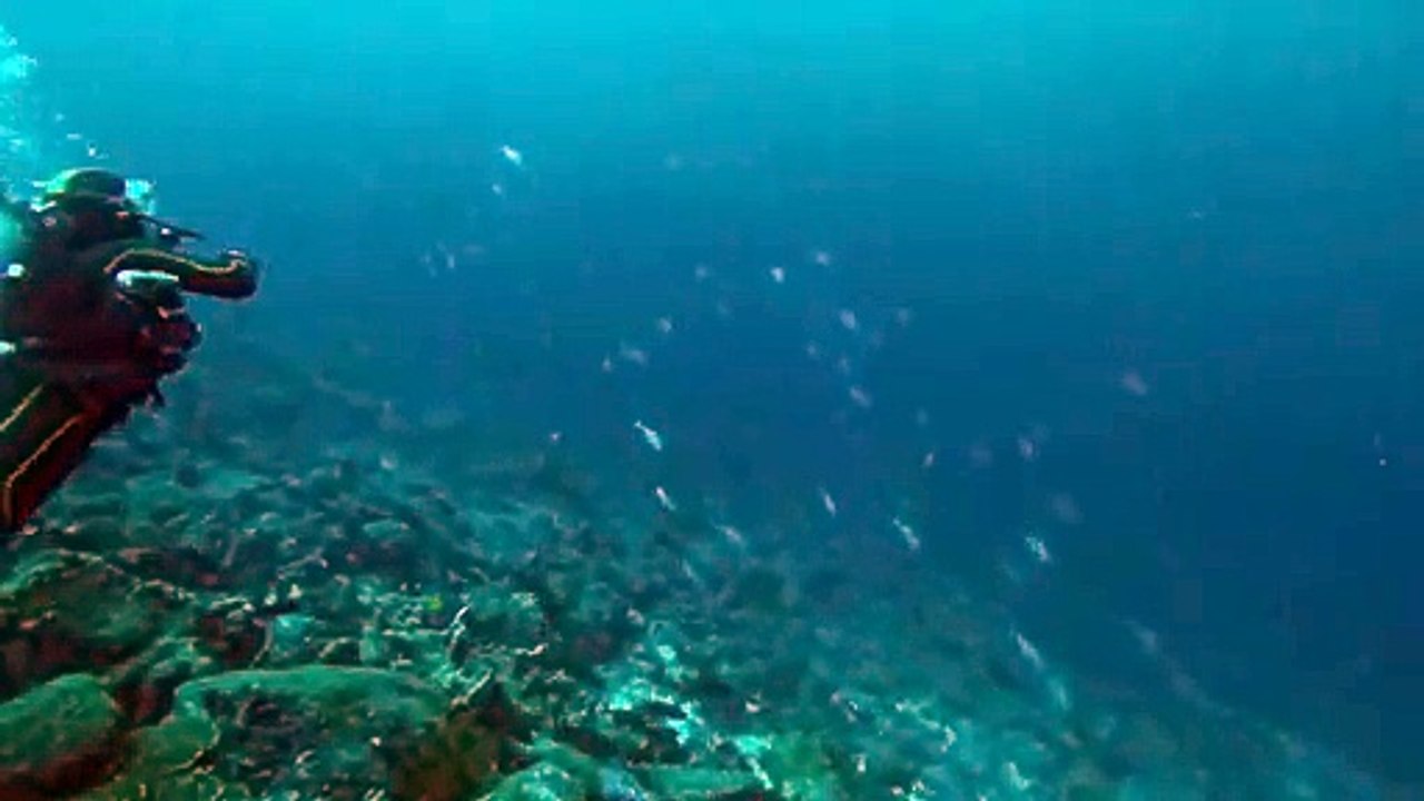 Scary moment when divers swim into massive group of sharks