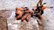 Arachnophobes look away now! Tarantula sheds its skin