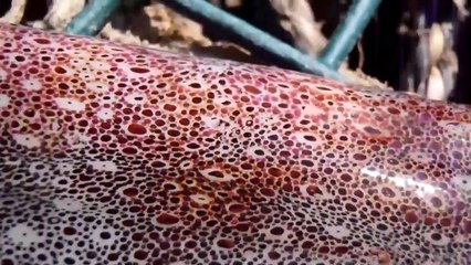 Il filme la peau de ce calamar qui change de couleur... incroyable