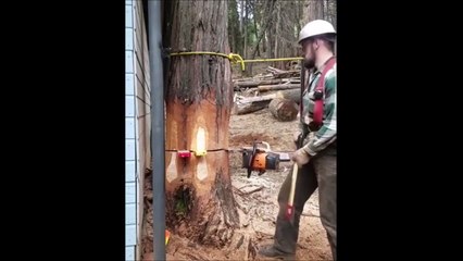 Ce bucheron réussi l'impossible... Belle précision