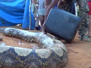 Ces indonésiens capturent un énorme anaconda