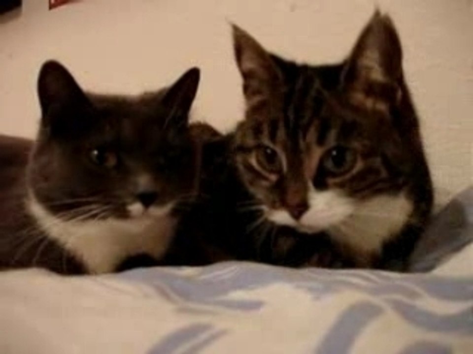 Chats qui discutent