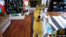 Merry Christmas Funny Cats & Dogs Compilation ( 360 X 640 )