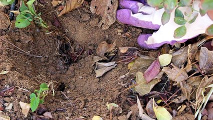 Planting Bee Balm aka Wild Bergamont | How to grow a cut flower garden in the desert