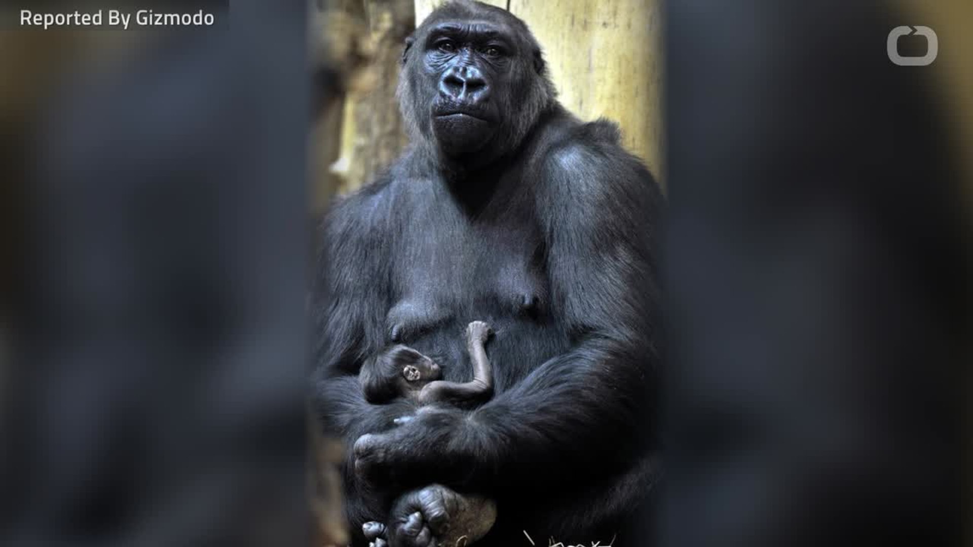⁣Eastern Lowland Gorillas Could Experience A 'Genetic Meltdown'