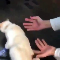 GATO USANDO MEDIAS PEQUEÑAS SUPER TIERNO