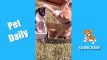 Pet Daily Funny Animals TikTok Pets Compilation #1