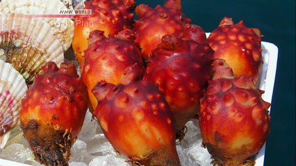 J-Trip: Winter Delicacies of the Northeastern Seas & Hiking a Steep Mountain between Osaka and Nara