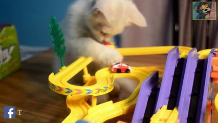 OMG Cat play Spiral Track Set | Must Watch New Funny & Comedy Videos 2019 - Funny Vines 2019 || Episode 10