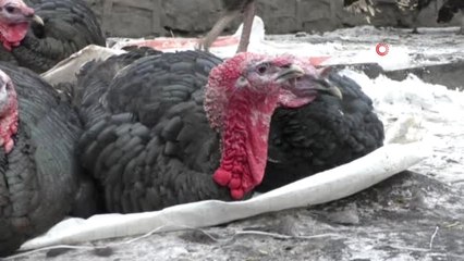 Kars'ta Yılbaşı Hindileri Pazara İndi