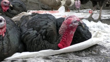 Kars’ta yılbaşı hindileri pazara indi