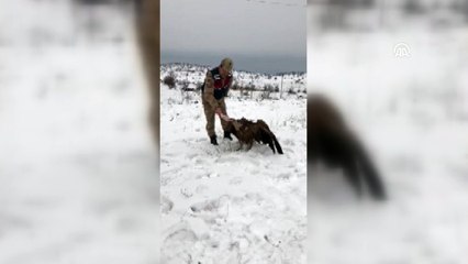 Mehmetçik, yaralı akbabayı donmak üzereyken buldu - DİYARBAKIR