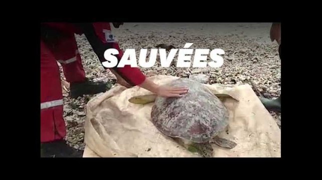 En Indonésie, les secouristes viennent aussi en aide aux tortues