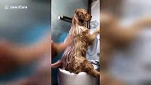 Pampered dog enjoys being scrubbed during bathtime