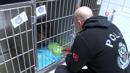 Donan gölde buzları kırarak kurtardığı yavru köpeği sahiplendi