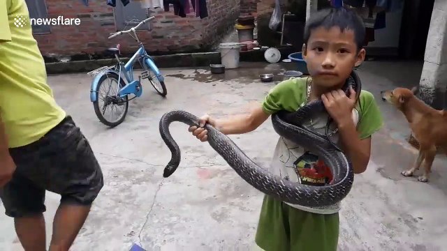 Fearless boy catches 2-metre-long snake only with his BARE hands