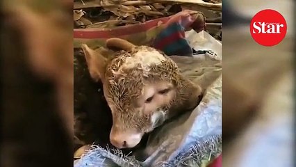 Akılalmaz görüntü... Çift başlı doğdu, görenler hayrete düştü