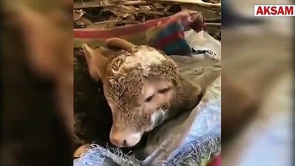 Çift başlı doğdu görenler hayrete düştü
