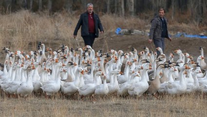 Çocukları İçin Aldığı İki Kaz Hayatını Değiştirdi! Artık Çok Para Kazanıyor