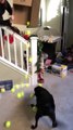 Ce chien reçoit des balles de tennis en cadeau de Noël