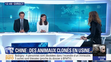 Chine: des animaux clonés en usine