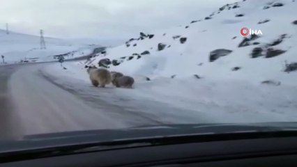 Yiyecek bulamayan ayılar yola indi