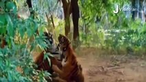 K?NG L?ON vs CROCOD?LE Real Fight ?? Tiger Leopard Boar Snake Hippo Rhino Lion   Wild Animal Attacks
